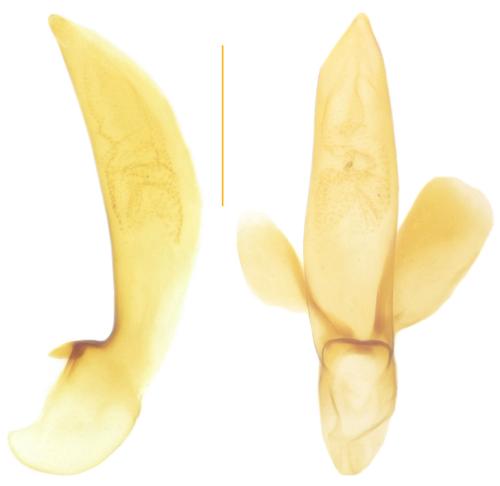 Réf. 352 631 : Anthracus quarnerensis